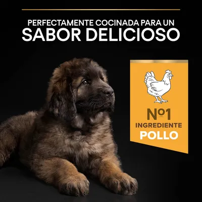 Texto: Perfectamente cocinada para un sabor delicioso. Nº1 ingrediente pollo. Imagen de un perro cachorro junto a recuadro con dibujo de pollo y texto destacado.