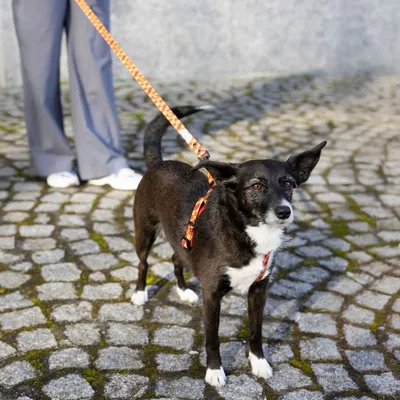 Black dog with white chest wearing a colourful harness and attached to a lead. Person in grey trousers and white shoes in the background on paved ground.