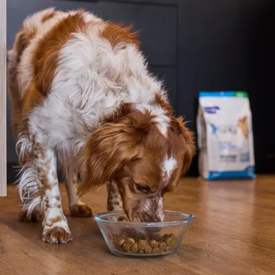 Il cane mangia crocchette da una ciotola di vetro, sullo sfondo c'è un sacchetto di alimento per cani sul pavimento. Il cane mangia crocchette da una ciotola di vetro, sullo sfondo c'è un sacchetto di alimento per cani sul pavimento.