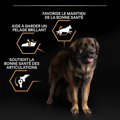 Chien brun avec textes : favorise le maintien de la bonne santé, aide à garder un pelage brillant, soutient la bonne santé des articulations. Illustrations associées à chaque texte.