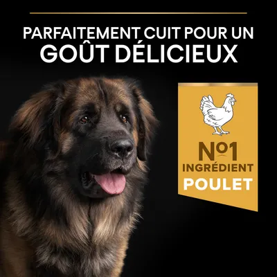 Texte : Parfaitement cuit pour un goût délicieux. N°1 ingrédient poulet. Illustration d’un poulet et photo d’un grand chien à poils longs.
