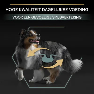 Hoge kwaliteit dagelijkse voeding voor een gevoelige spijsvertering, tekst boven afbeelding van hond met pijlen en maagicoon op de buik.