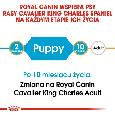 Royal Canin wspiera psy rasy Cavalier King Charles Spaniel na każdym etapie życia. Po 10 miesiącu życia: zmiana na Royal Canin Cavalier King Charles Adult.