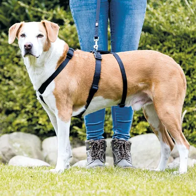 Dog with black harness and lead, walked by a person in jeans and boots on a meadow.