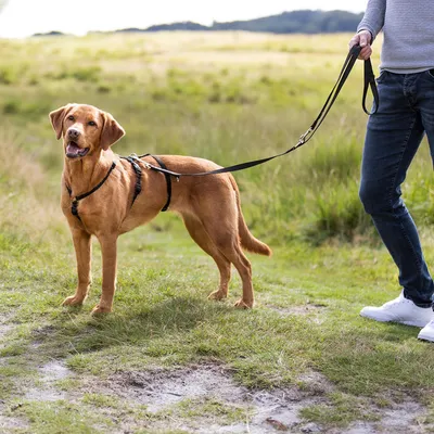 Dog with black harness and lead, walked by a person on a country path.