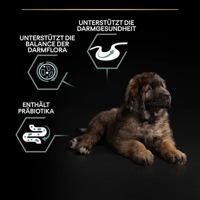 Unterstützt die Balance der Darmflora, unterstützt die Darmgesundheit, enthält Präbiotika. Hund abgebildet.