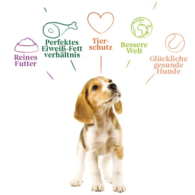 Reines Futter, perfektes Eiweiss-Fett-Verhältnis, Tierschutz, bessere Welt, glückliche gesunde Hunde.