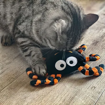 Grå kat leger med sort stoflegetøj formet som en edderkop med orange-sorte ben og store hvide øjne.