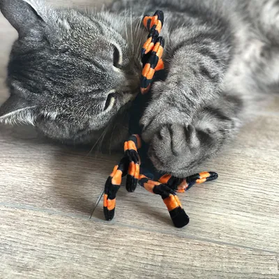 Grå kat leger med et orange-sortstribet legetøj på trægulv.