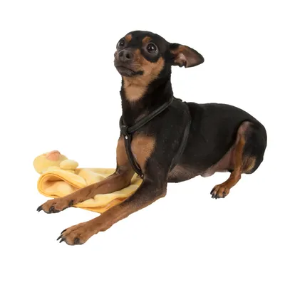 Hund mit schwarzem Geschirr liegt auf einer gelben Decke mit Entenmotiv.