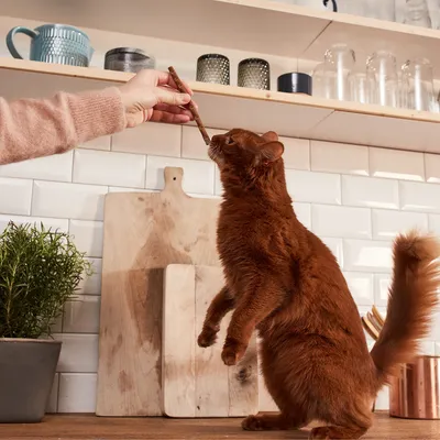 GimCat Sticks