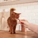 Lot mixte GimCat Sticks Bâtonnets pour chat