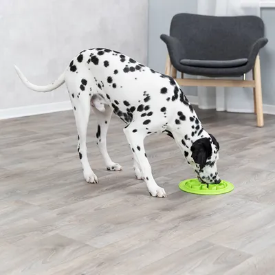 Dalmatian eating from a green anti-gulp bowl on a wooden floor. The bowl has a maze design for slow feeding.