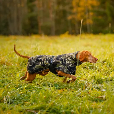 Dog walking on a meadow wearing a camouflage-pattern coat with black fastening.