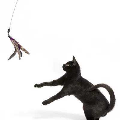Gatto nero che gioca con una frutti di boscotta per gatti dotata di piume pendenti, su sfondo bianco.