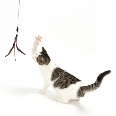 Zabawka z piórami na sznurku, aktywnie używana przez kota.