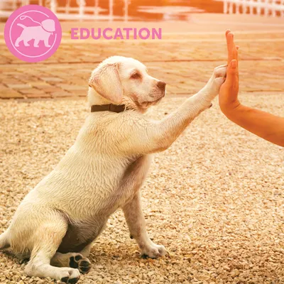 Ružičasta ikona psa na povodcu i tekst EDUCATION u gornjem lijevom kutu. Pas daje šapu ljudskoj ruci na šljunčanoj podlozi. Tekst je na engleskom jeziku.