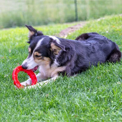 Dog playing with red chew toy on a lawn.