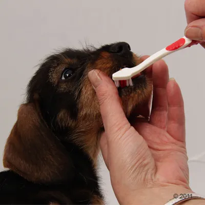 Hond krijgt tanden gepoetst met witte en rode tandenborstel, hand houdt bek voorzichtig open. Toont gebruik van hondentandenborstel.