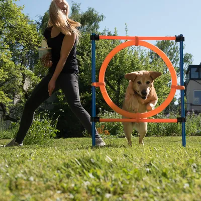 Hund springt durch einen orangefarbenen Trainingsreifen, gehalten von einem blauen Gestell. Frau im Hintergrund hält Leckerlis in der Hand.
