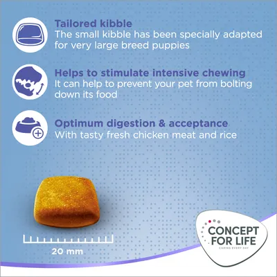Immagine con crocchetta Concept for Life 20 mm, testo in inglese su adattamento per cuccioli di taglia grande, stimolazione masticazione intensa e digestione ottimale con pollo e riso.
