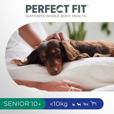 PERFECT FIT supports whole body health. SENIOR 10+, under 10kg, with icons of different dog sizes. Brown dog lying on bed, person’s hand resting on dog.