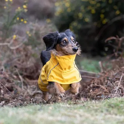 Cão pequeno com pelo castanho a usar um impermeável amarelo ao ar livre, rodeado de relva e arbustos.