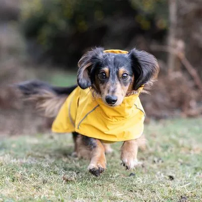 Cão de pelo comprido a usar um impermeável amarelo ao ar livre, com relva e arbustos ao fundo.