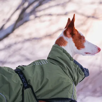 Chien portant un manteau vert avec détails réfléchissants et harnais noir marqué 'HURTTA', vu de profil en extérieur hivernal.