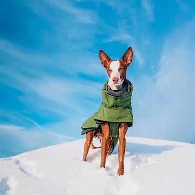 Cão de pelo curto a usar casaco verde para cão, em pé na neve. Casaco com gola alta e fecho visível à frente.