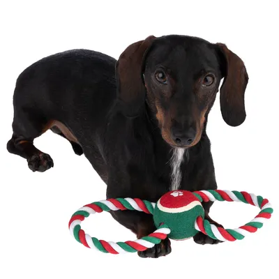 Jazvečík s hračkou pre psov: zeleno-červená lopta spojená s červeno-bielo-zeleným lanom, vhodná na ťahanie alebo aportovanie. Materiál: textil a lano.