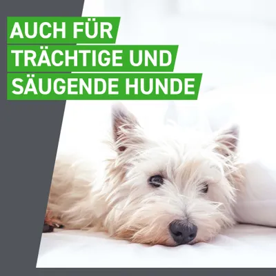 Frontline® Combo Spot-on Hund M (10 - 20 kg)