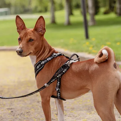 Hund mit schwarzem Geschirr und Leine mit Herzmuster, stehend im Park. Geschirr zeigt Design und Passform.