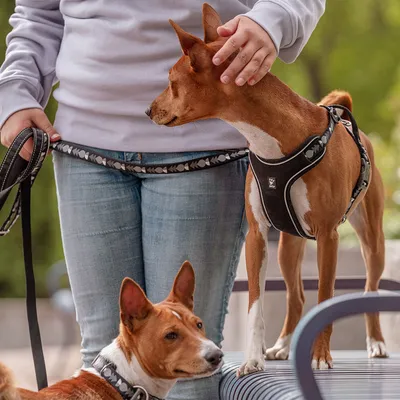 Hund mit schwarzem Geschirr und passender Leine, daneben ein weiterer Hund mit Halsband. Person streichelt den Hund mit Geschirr.