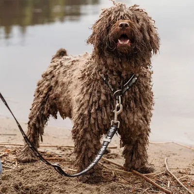 Hund mit braunem, lockigem Fell trägt ein schwarzes Geschirr mit Blattmuster und Leine am Strand.