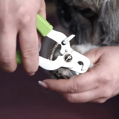 Hand hält grüne Krallenschere, schneidet die Krallen eines Hundes. Nahaufnahme zeigt Anwendung des Produkts.