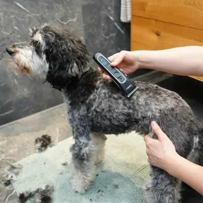 Person verwendet einen schwarzen Tierhaarschneider auf einem Hund mit lockigem Fell. Haarschneider zeigt digitale Anzeige.