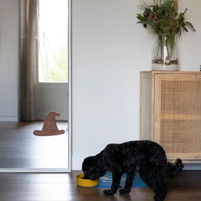 Schwarzer Hund frisst aus gelbem Napf vor einem Spiegel, auf dem ein brauner Hut-Aufkleber angebracht ist. Im Hintergrund eine Holzkommode mit Vase und Blumen.