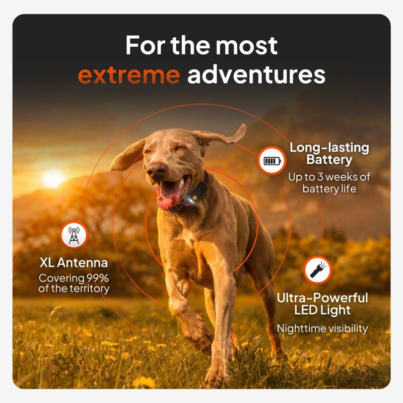 Weenect Pet GPS Tracker XT para cães, inclui coleira