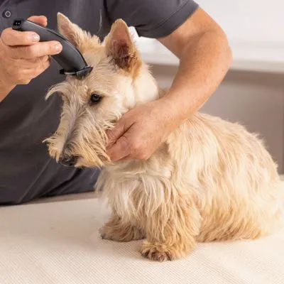 Akku-Scheermaschine WAHL® Prima