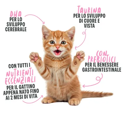 DHA per lo sviluppo cerebrale, taurina per lo sviluppo di cuore e vista, con prebiotici per il benessere gastrointestinale, con tutti i nutrienti essenziali per il gattino appena nato fino ai 2 mesi di vita. Testo in italiano. DHA per lo sviluppo cerebrale, taurina per lo sviluppo di cuore e vista, con prebiotici per il benessere gastrointestinale, con tutti i nutrienti essenziali per il gattino appena nato fino ai 2 mesi di vita. Testo in italiano.
