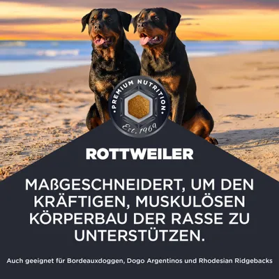 Rottweiler. Maßgeschneidert, um den kräftigen, muskulösen Körperbau der Rasse zu unterstützen. Auch geeignet für Bordeauxdoggen, Dogo Argentinos und Rhodesian Ridgebacks. Rottweiler. Maßgeschneidert, um den kräftigen, muskulösen Körperbau der Rasse zu unterstützen. Auch geeignet für Bordeauxdoggen, Dogo Argentinos und Rhodesian Ridgebacks.