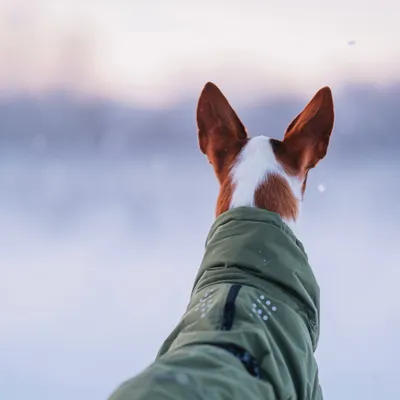 Hund mit grünem Wintermantel von hinten im Schnee, reflektierende Elemente sichtbar. Hund mit grünem Wintermantel von hinten im Schnee, reflektierende Elemente sichtbar.