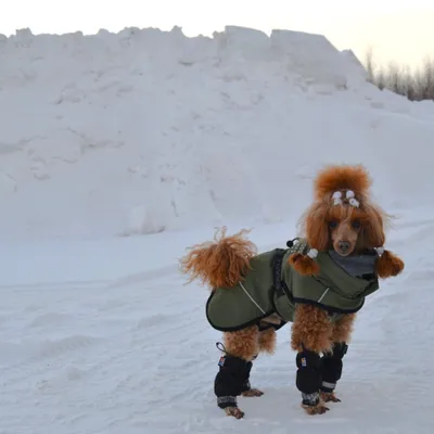 Hund trägt grünen Wintermantel und schwarze Pfotenschuhe im Schnee. Zeigt Nutzung von Hundebekleidung für kalte Bedingungen. Hund trägt grünen Wintermantel und schwarze Pfotenschuhe im Schnee. Zeigt Nutzung von Hundebekleidung für kalte Bedingungen.