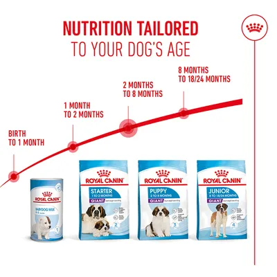 Royal Canin Feeding recommendation by age: birth to 1 month, 1–2 months, 2–8 months, 8–18/24 months. Four product packages for different age groups visible. Royal Canin Feeding recommendation by age: birth to 1 month, 1–2 months, 2–8 months, 8–18/24 months. Four product packages for different age groups visible.