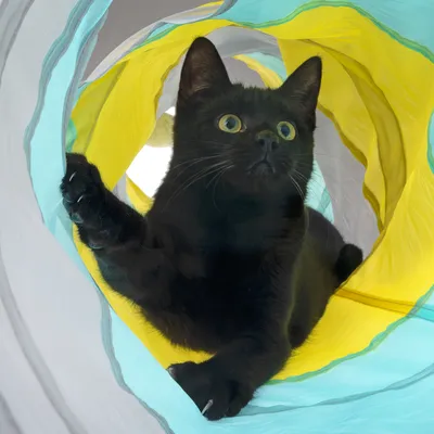 Schwarze Katze spielt in einem gelb-blauen Spieltunnel. Produkt zur Unterhaltung von Katzen.