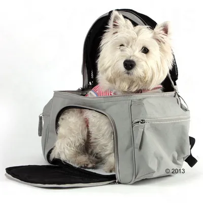 Petit chien blanc assis dans un sac de transport gris avec ouverture zippée à l’avant et poches latérales visibles. Sac en tissu, fond noir ouvert devant.
