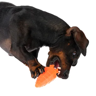 Cane che gioca con un gioco arancione a forma di carota. Mostra l'uso del prodotto da parte degli pet.