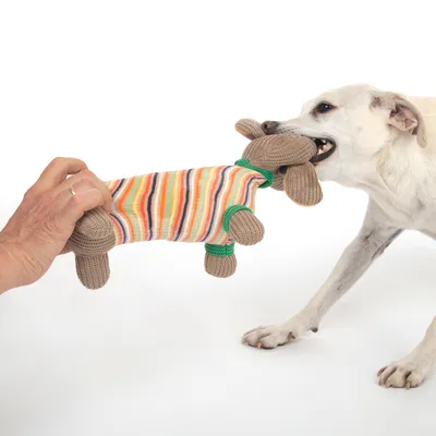 Hond speelt met gestreept stoffen speelgoed dat door een hand wordt vastgehouden. Toont interactief gebruik van het speelgoed.