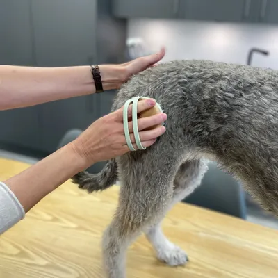 Osoba četka psa s kovrčavom sivom dlakom drvenom četkom s trakama za ruku, prikaz upotrebe proizvoda za njegu dlake kućnih ljubimaca.